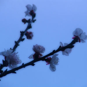 桜？（パワショ）