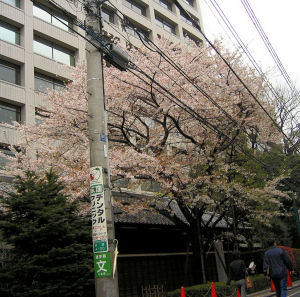 会社の裏門の桜。(コンタ) 会社の裏門の桜。(コンタ)