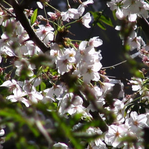 アパート前の桜。(パワショ) アパート前の桜。(パワショ)