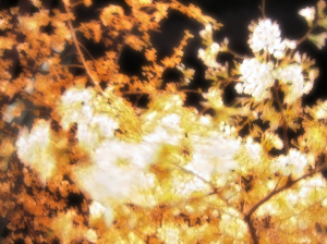 明治通りの桜（コンタ）